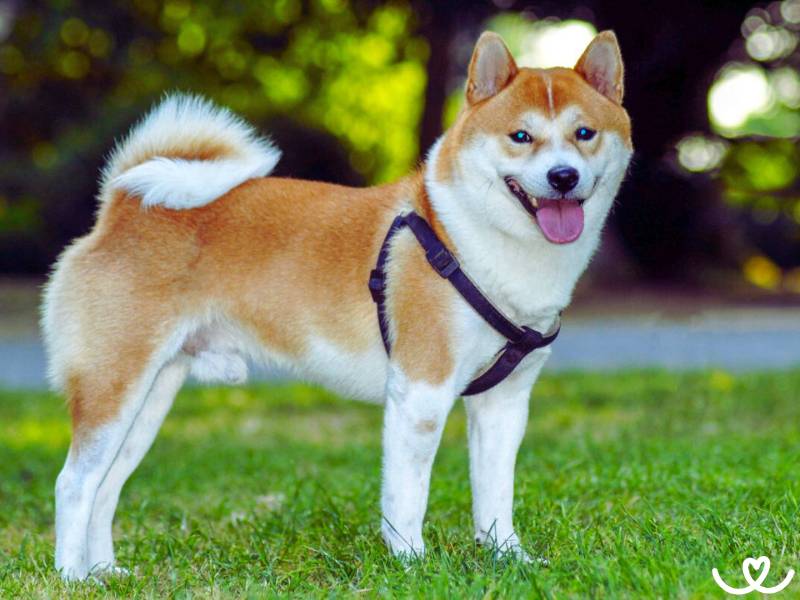 Psi-plemeno-shiba-inu (1)